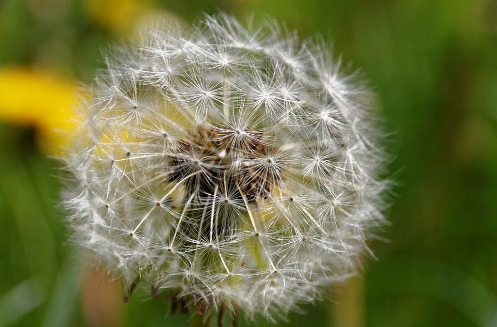 Natur­heil­kunde: Tradi­tio­nelle Behandlungsmethoden
